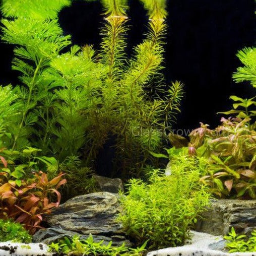 Aquarium Plant Saver Bundle – 12 Full-Size (No CO2 Required)