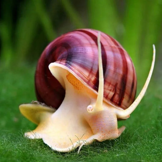 Magenta Mystery Snail