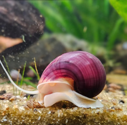 Magenta Mystery Snail