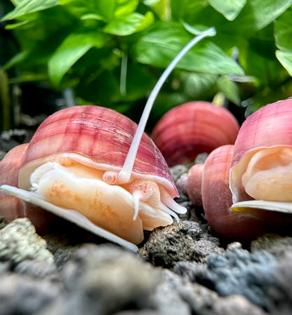 Magenta Mystery Snail