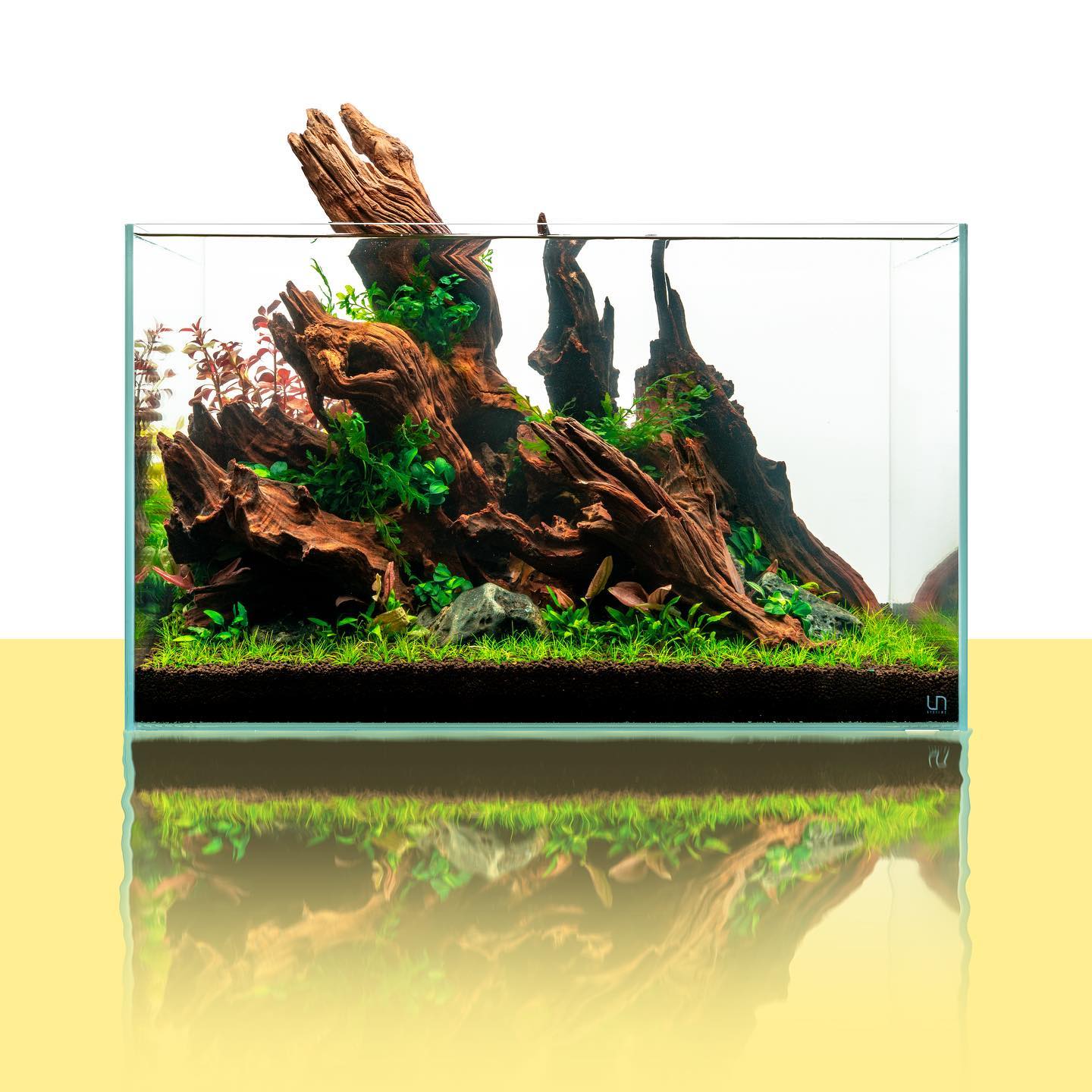 Malaysian Driftwood for Planted & Nature Tanks