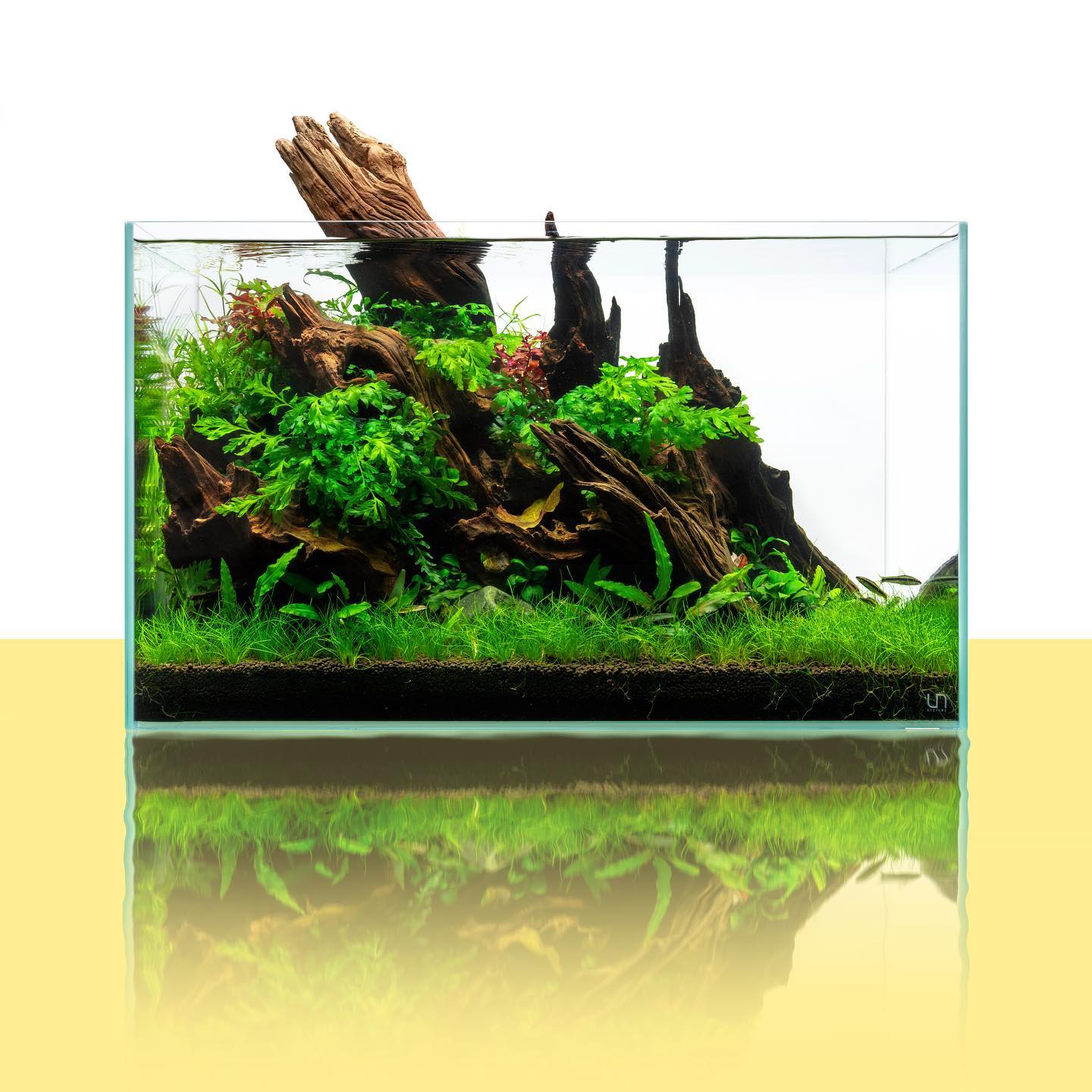 Malaysian Driftwood for Planted & Nature Tanks