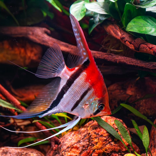 Manacapuru Angelfish | Tropicflow
