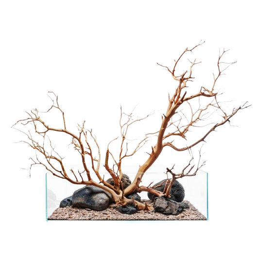 Sandblasted Manzanita Driftwood