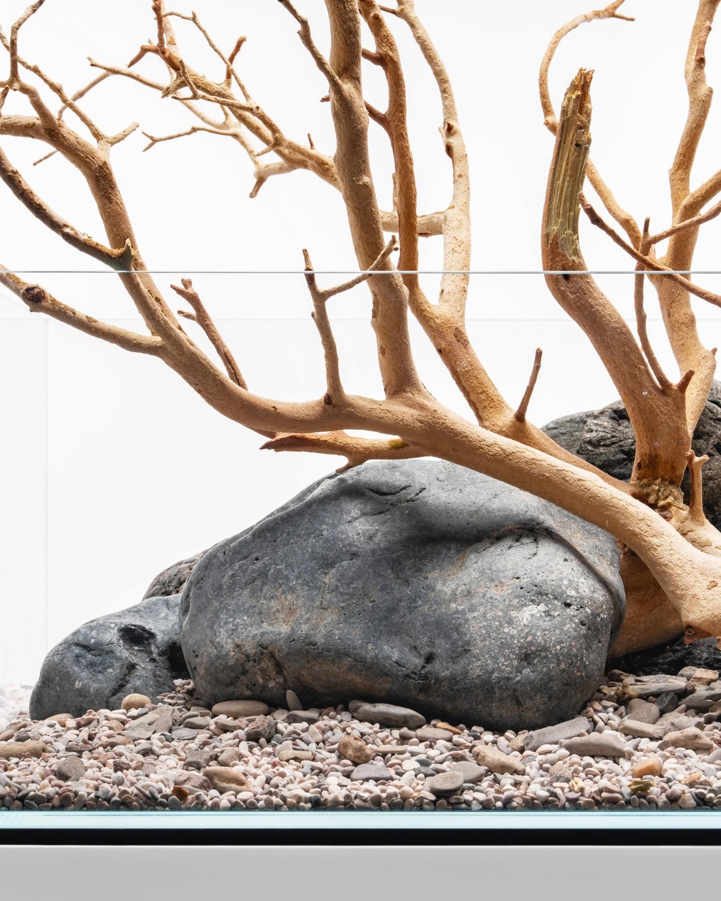 Sandblasted Manzanita Driftwood