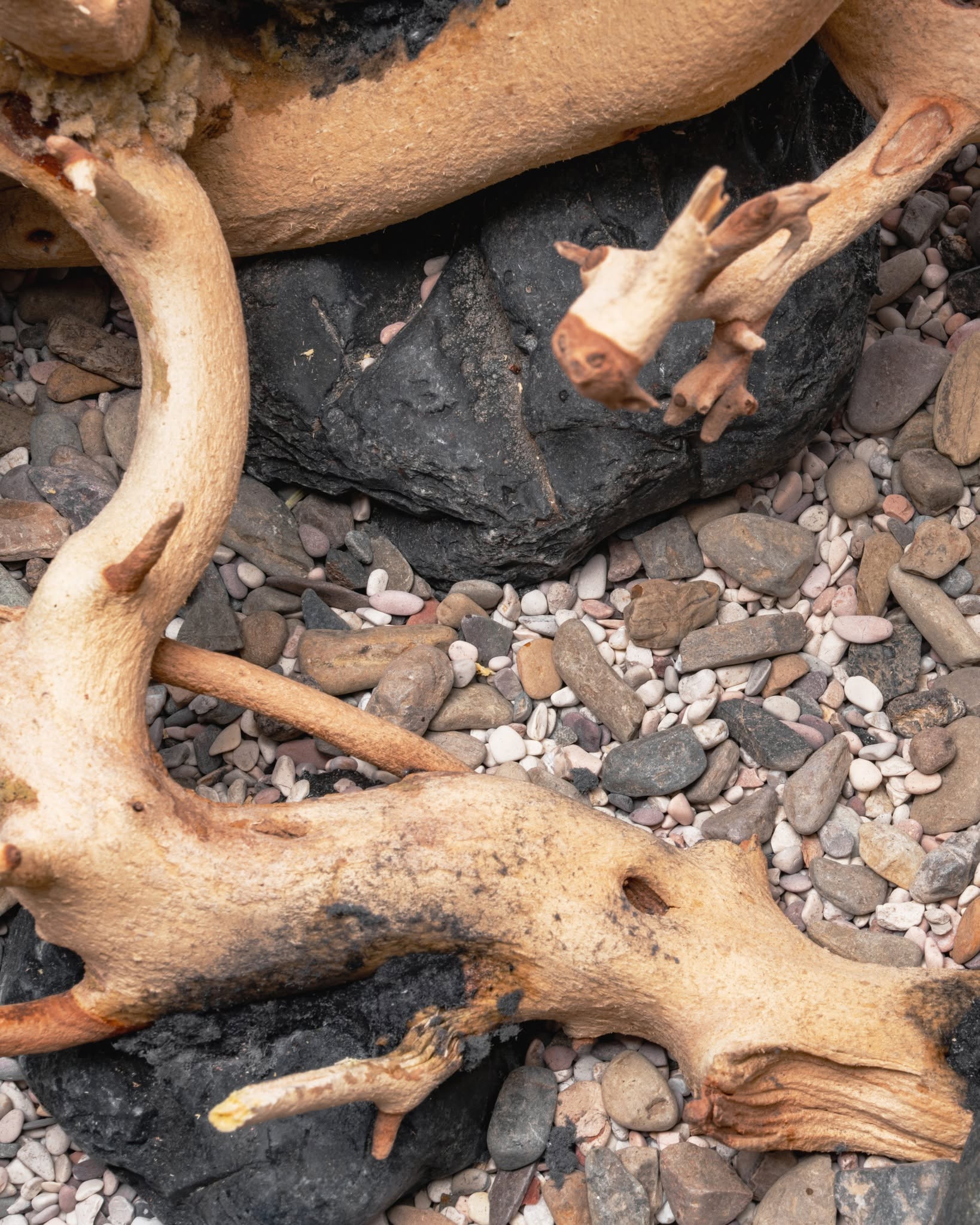 Sandblasted Manzanita Driftwood