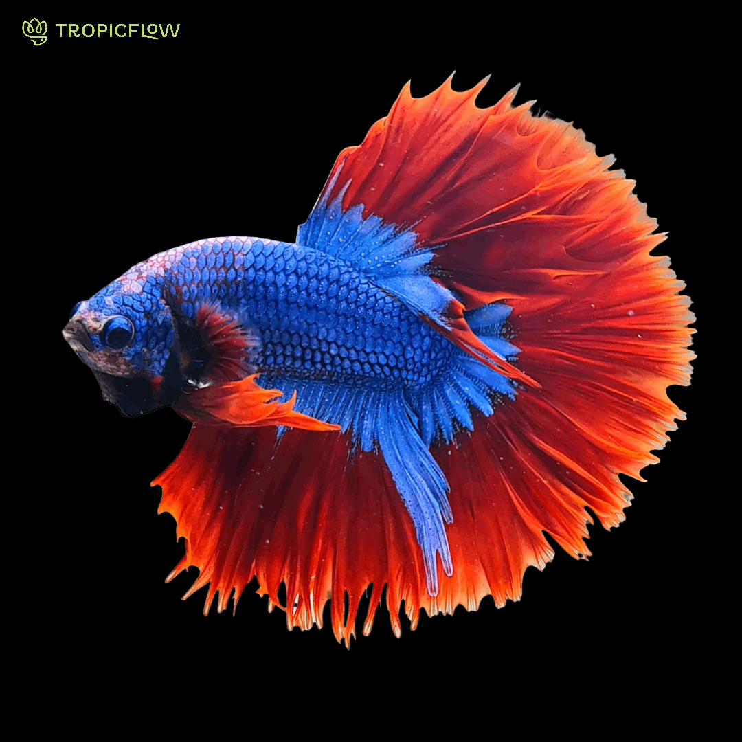 Halp Fish Half Male Half Fish