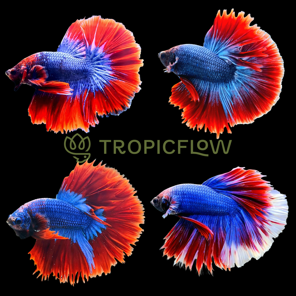 Teal Betta Fish mascot costume character dressed with a Jacket and Hat pins  - Mascot Costumes -  Sizes L (175-180CM)