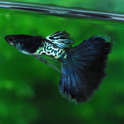 Metal Black Tail Guppy Fish