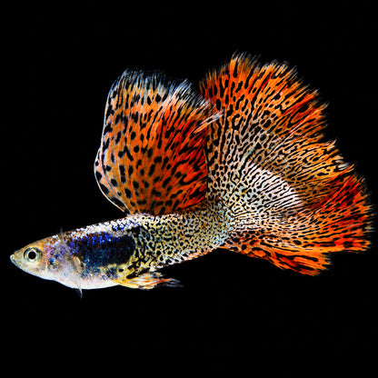 Metal Red Lace Guppy Fish