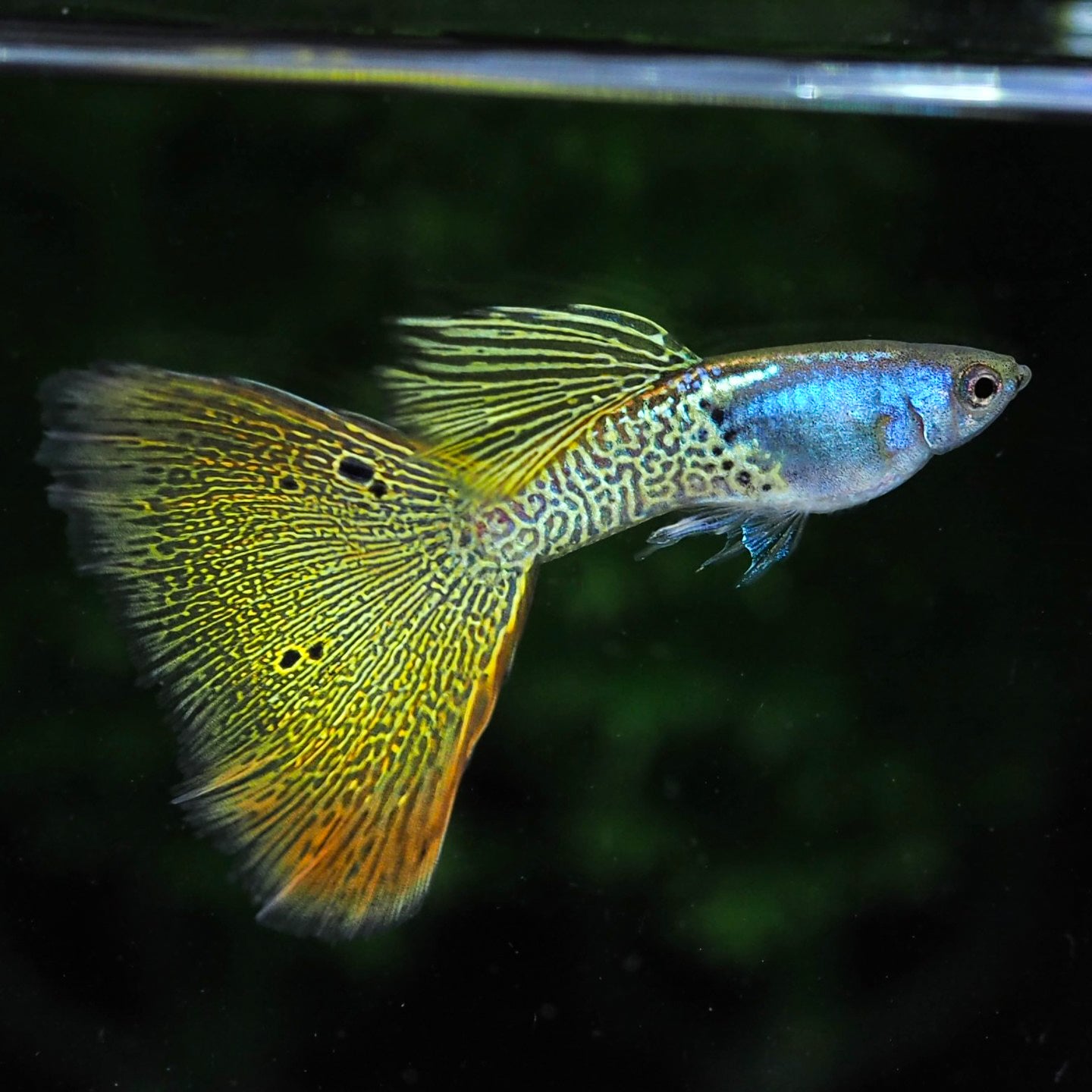 Metal Yellow Lace Guppy Fish