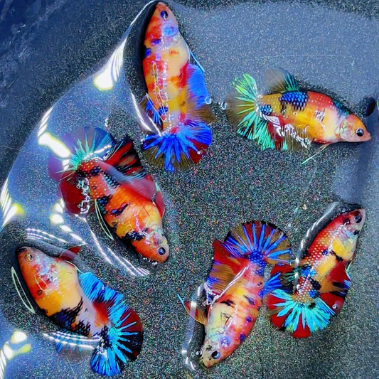 Live Female Betta Fish - Premium Grade HMPK Galaxy Koi Betta For Sorority Tanks