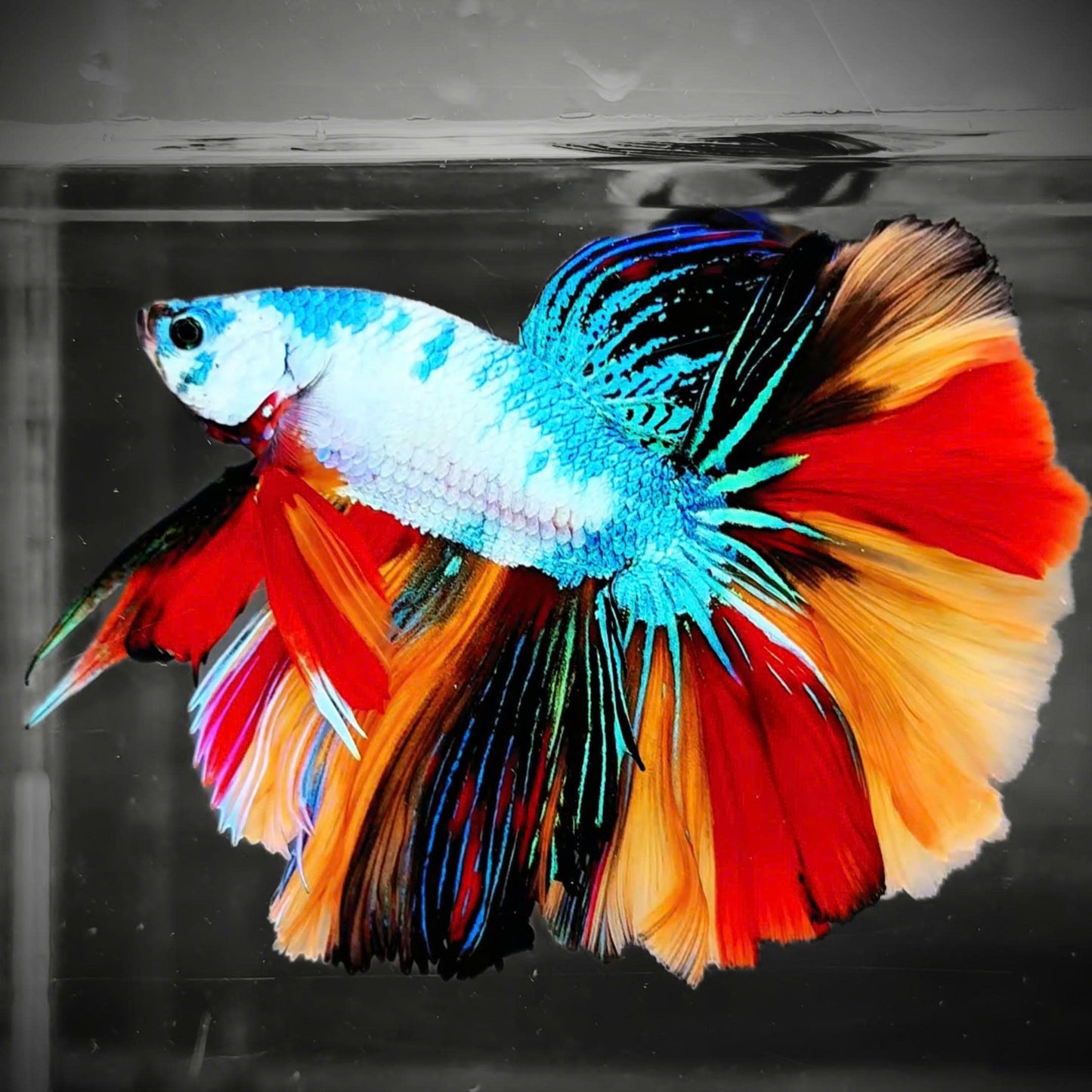 Mix Galaxy Halfmoon Male Betta Fish High Grade | Buy 4 Get 1 Free | Mystery Betta