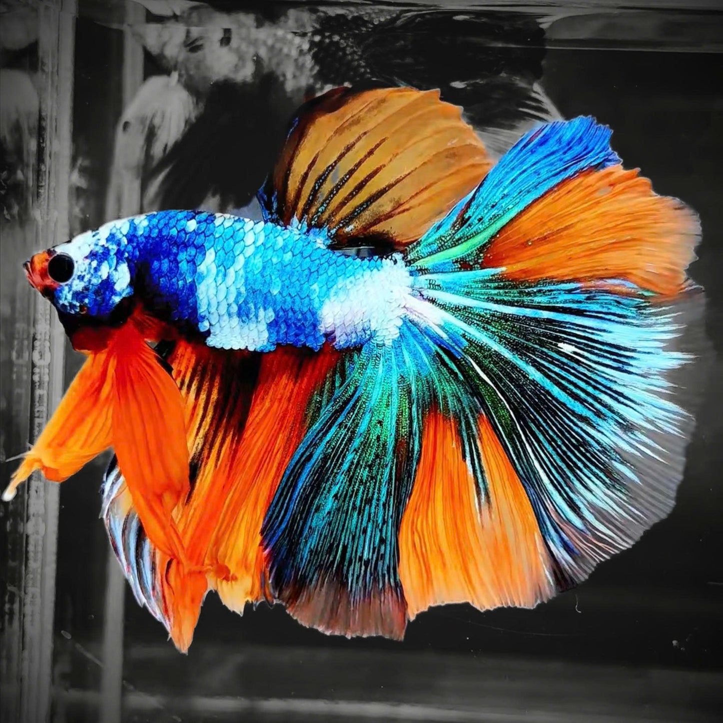 Mix Galaxy Halfmoon Male Betta Fish High Grade | Buy 4 Get 1 Free | Mystery Betta