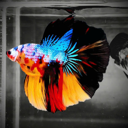 Mix Galaxy Halfmoon Male Betta Fish High Grade | Buy 4 Get 1 Free | Mystery Betta
