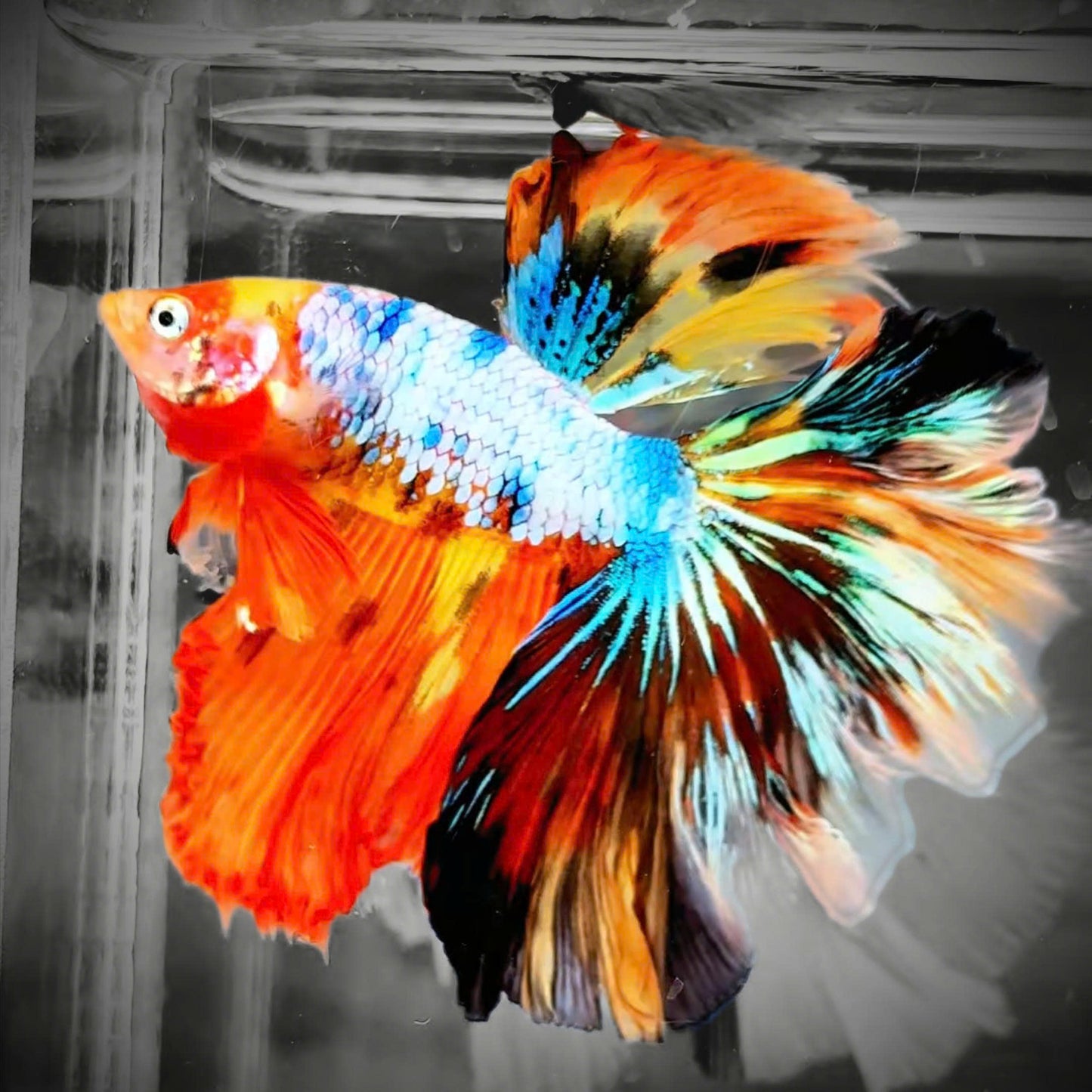 Mix Galaxy Halfmoon Male Betta Fish High Grade | Buy 4 Get 1 Free | Mystery Betta