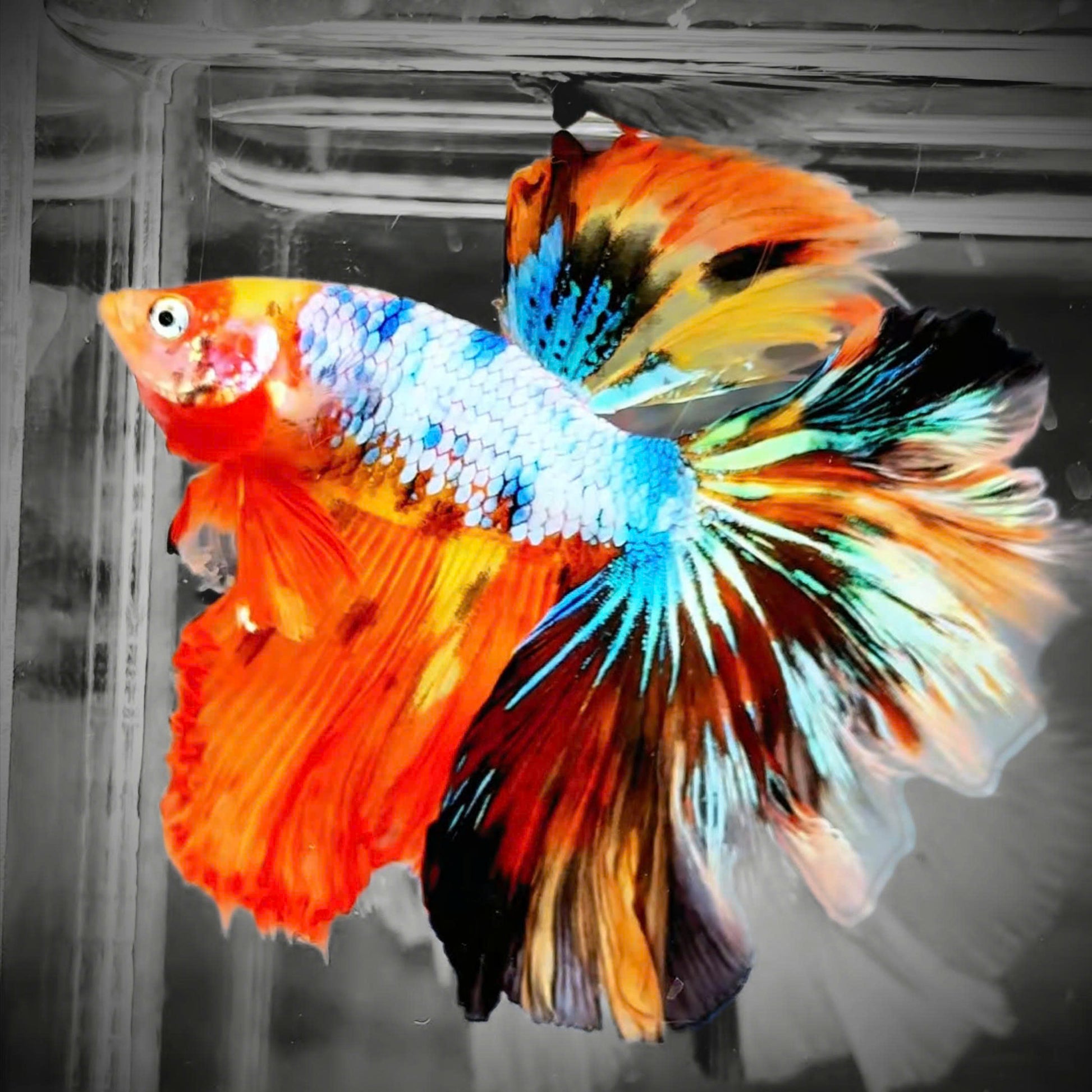 Mix Galaxy Halfmoon Male Betta Fish High Grade | Buy 4 Get 1 Free | Mystery Betta