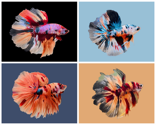 Shop Koi Bettas Fish: Explore The Beauty of Aquatic