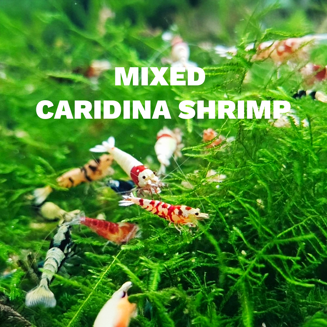 Mixed Caridina Shrimp | Tropicflow
