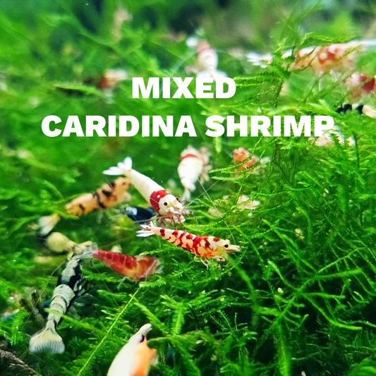 Mixed Caridina Shrimp | Tropicflow