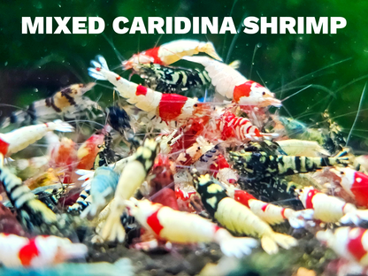 Mixed Caridina Shrimp | Tropicflow