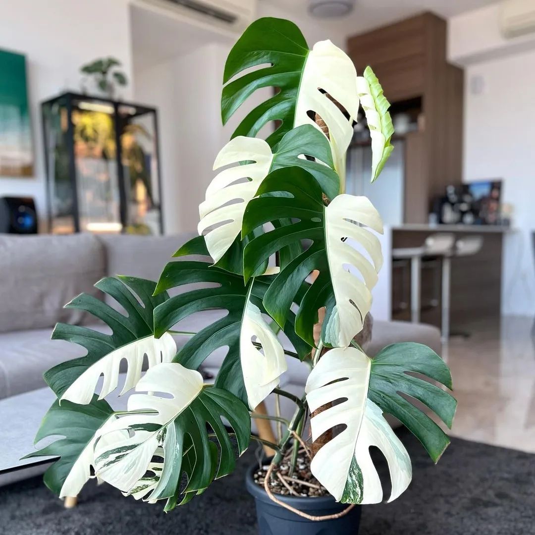 Monstera Albo Halfmoon Variegated Plant