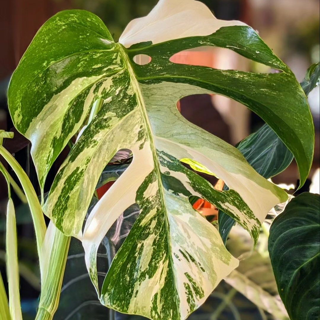 Monstera Albo Tiger Variegated Plant