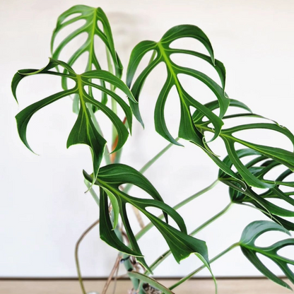 Monstera Burle Marx Flame Plant