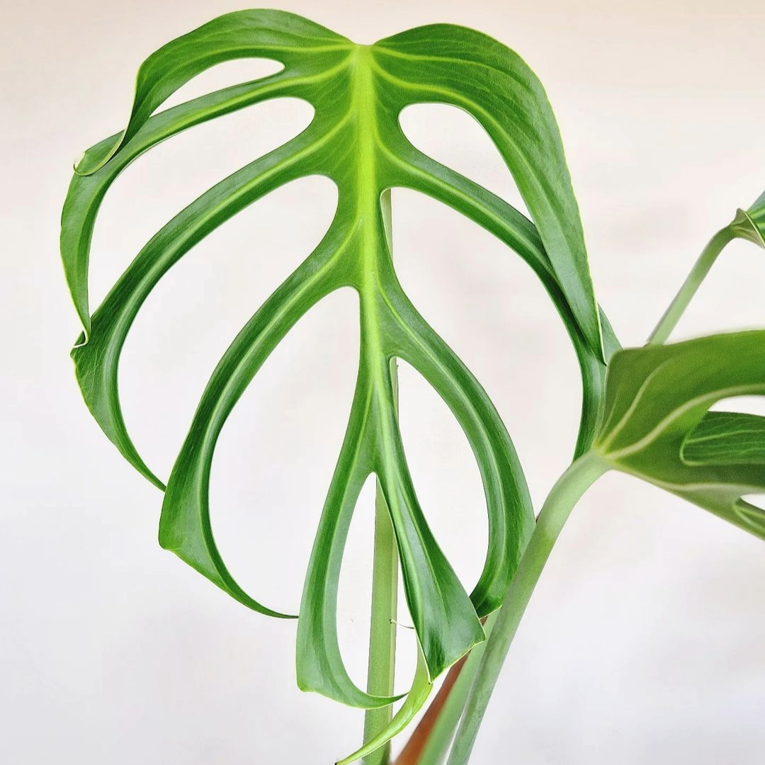 Monstera Burle Marx Flame Plant