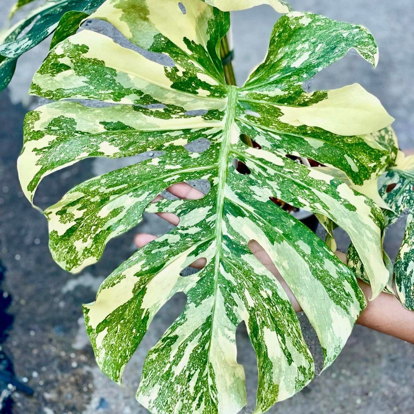 Monstera Creme Brulee Plant