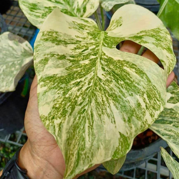 モンステラ・レガシー / Monstera 'Legacy' モンステラ・レガシー / Monstera 'Legacy'② モンステラ
