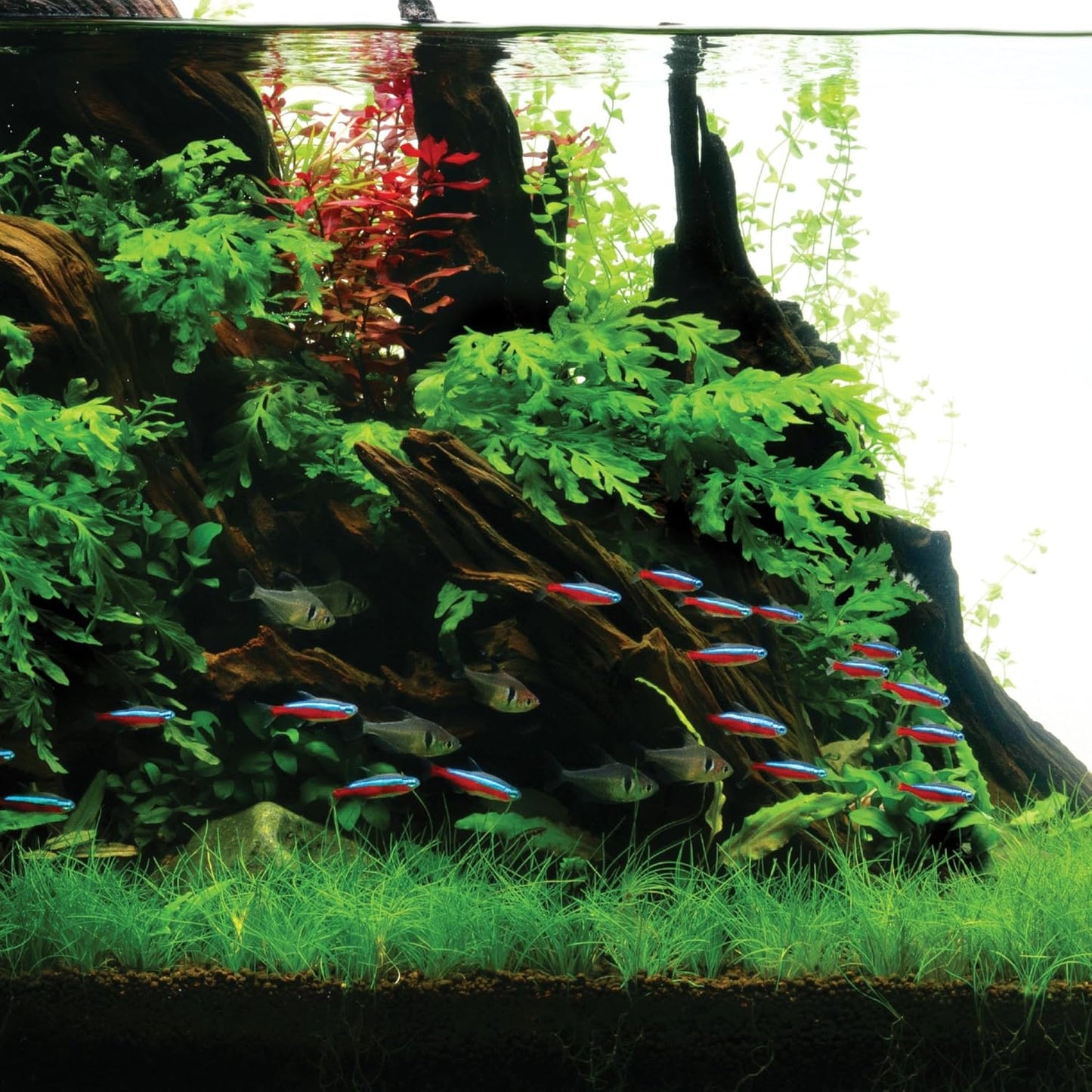 Mopani Driftwood | Biotope & Blackwater Wood