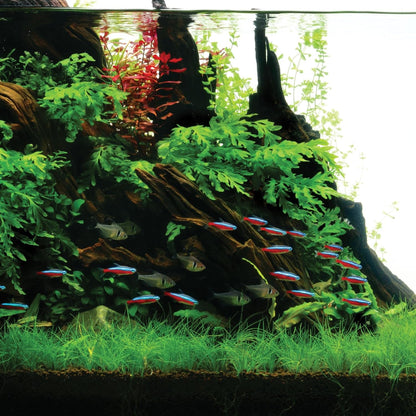 Mopani Driftwood | Biotope & Blackwater Wood