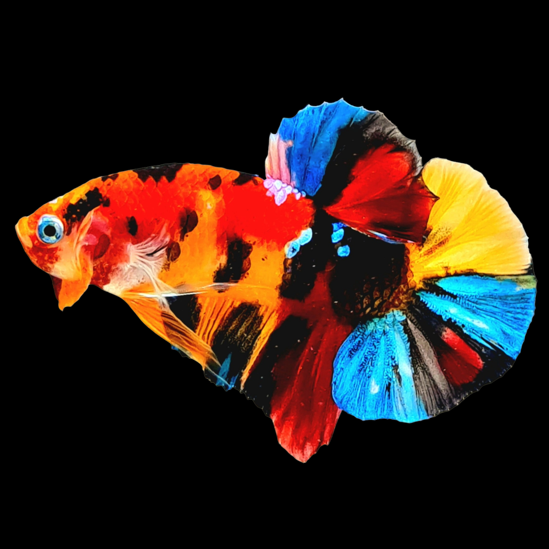 Multicolor Black Base Plakat Male Betta Fish High Grade
