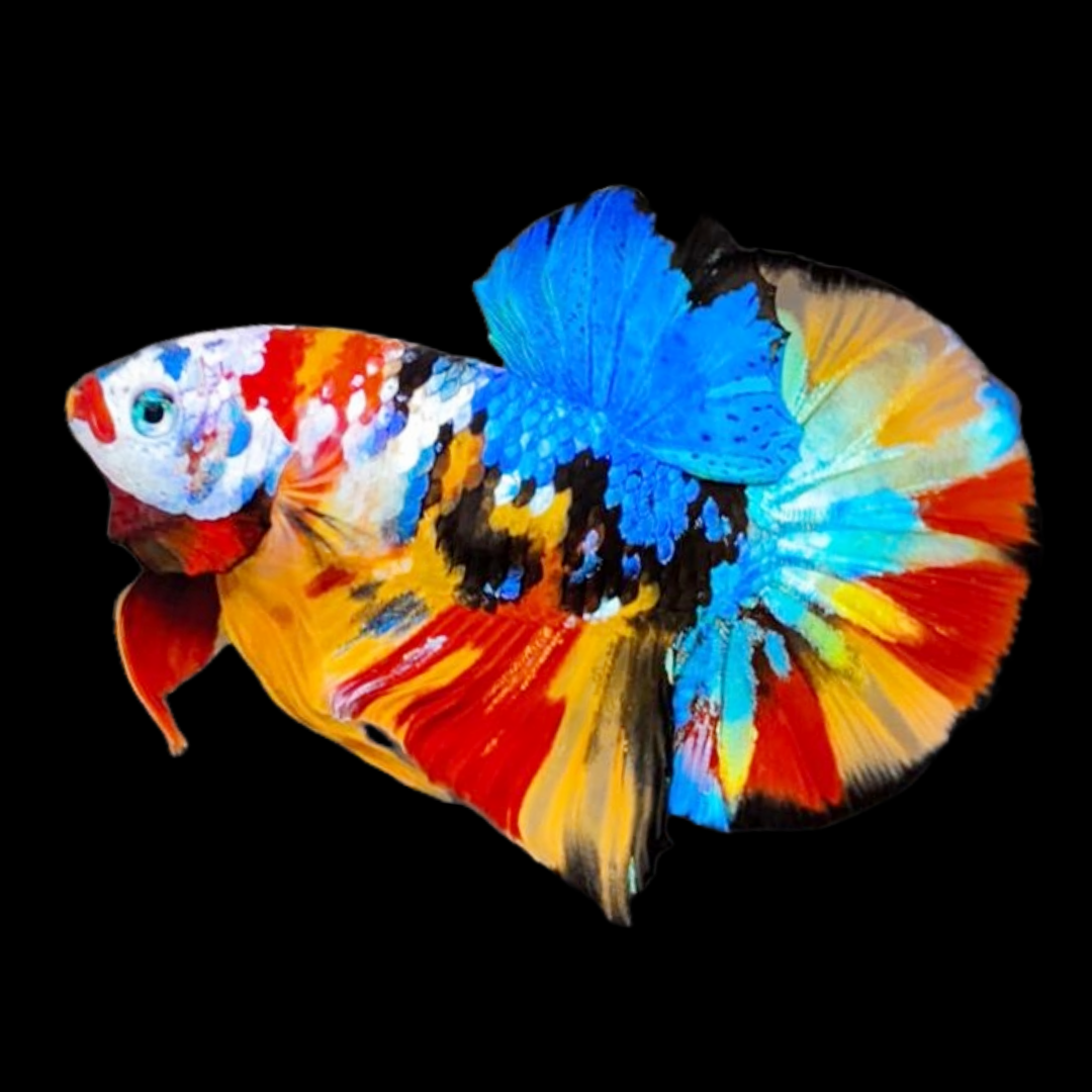 Multicolor Black Base Plakat Male Betta Fish High Grade