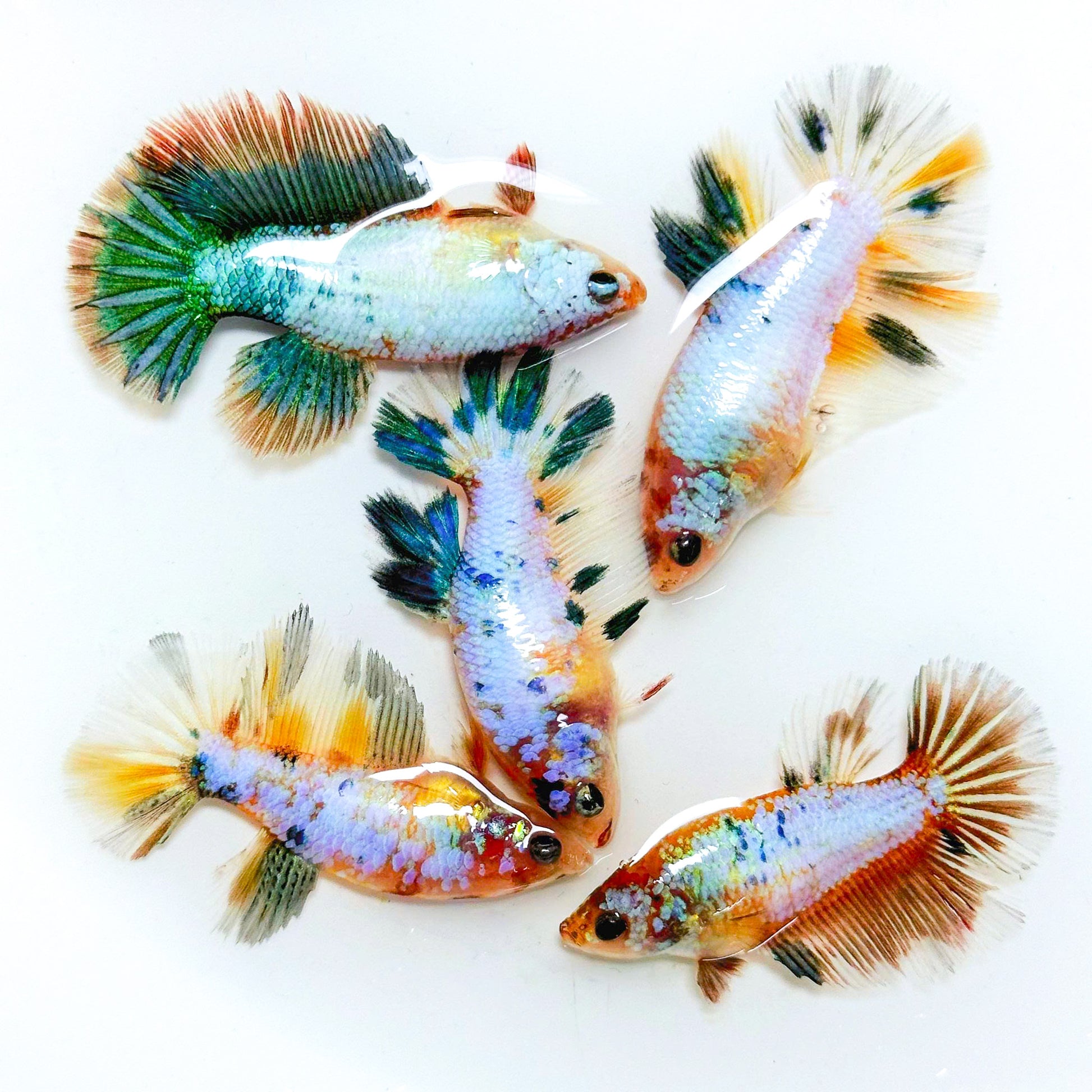 Multicolor Candy Halfmoon Female Betta Fish