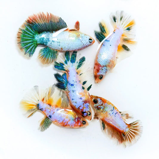 Multicolor Candy Halfmoon Female Betta Fish