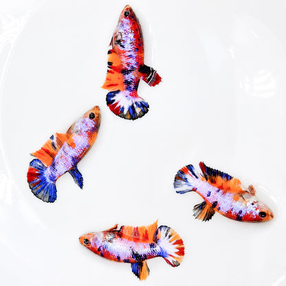 Multicolor Candy Metallic Plakat Female Betta Fish