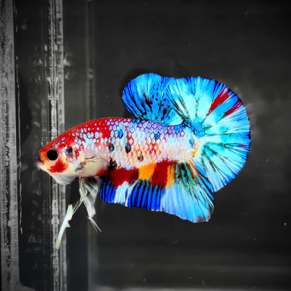 Multicolor Candy Metallic Plakat Male Betta Fish