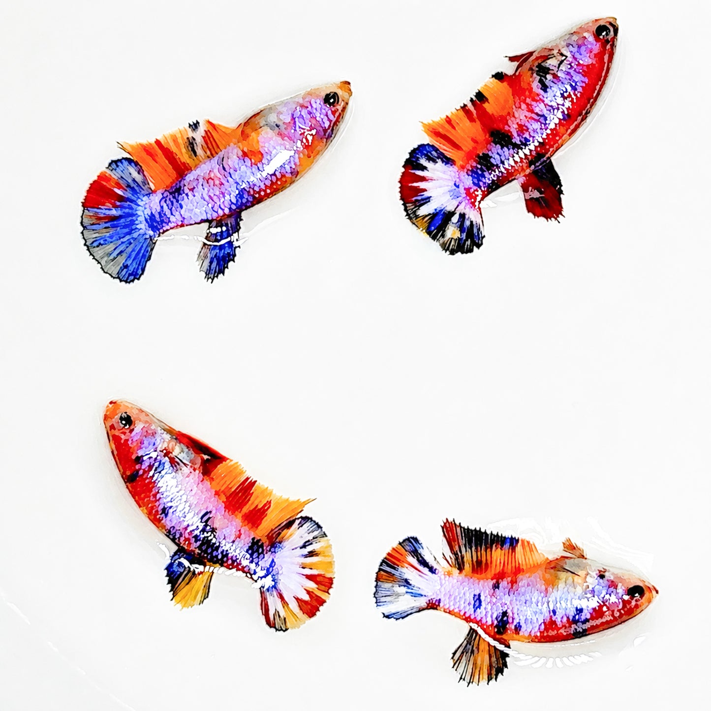 Multicolor Candy Metallic Plakat Female Betta Fish