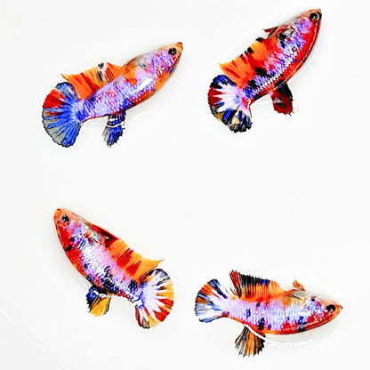 Multicolor Candy Metallic Plakat Female Betta Fish
