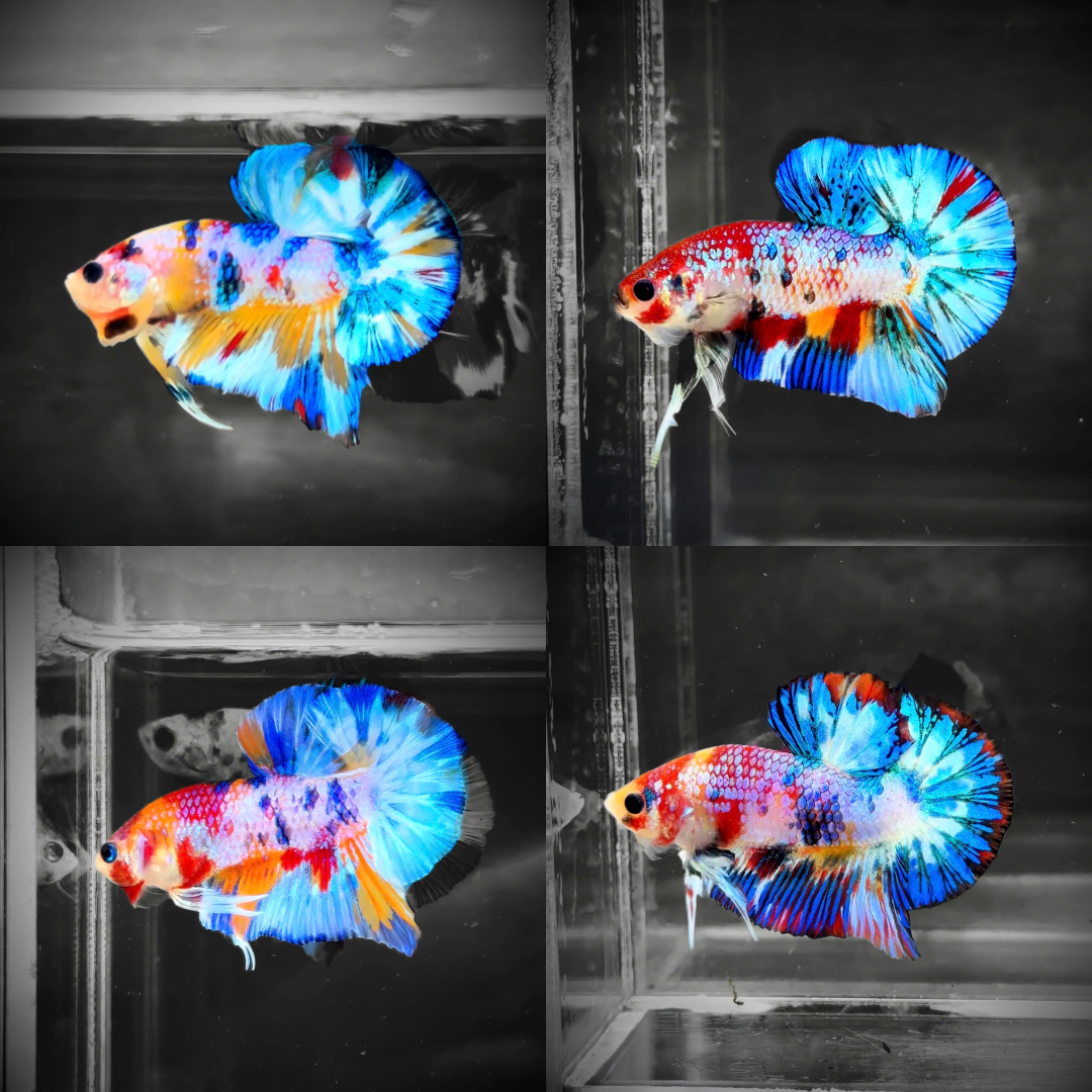 Multicolor Candy Metallic Plakat Male Betta Fish