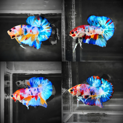 Multicolor Candy Metallic Plakat Male Betta Fish