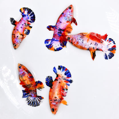 Multicolor Metallic Plakat Female Betta