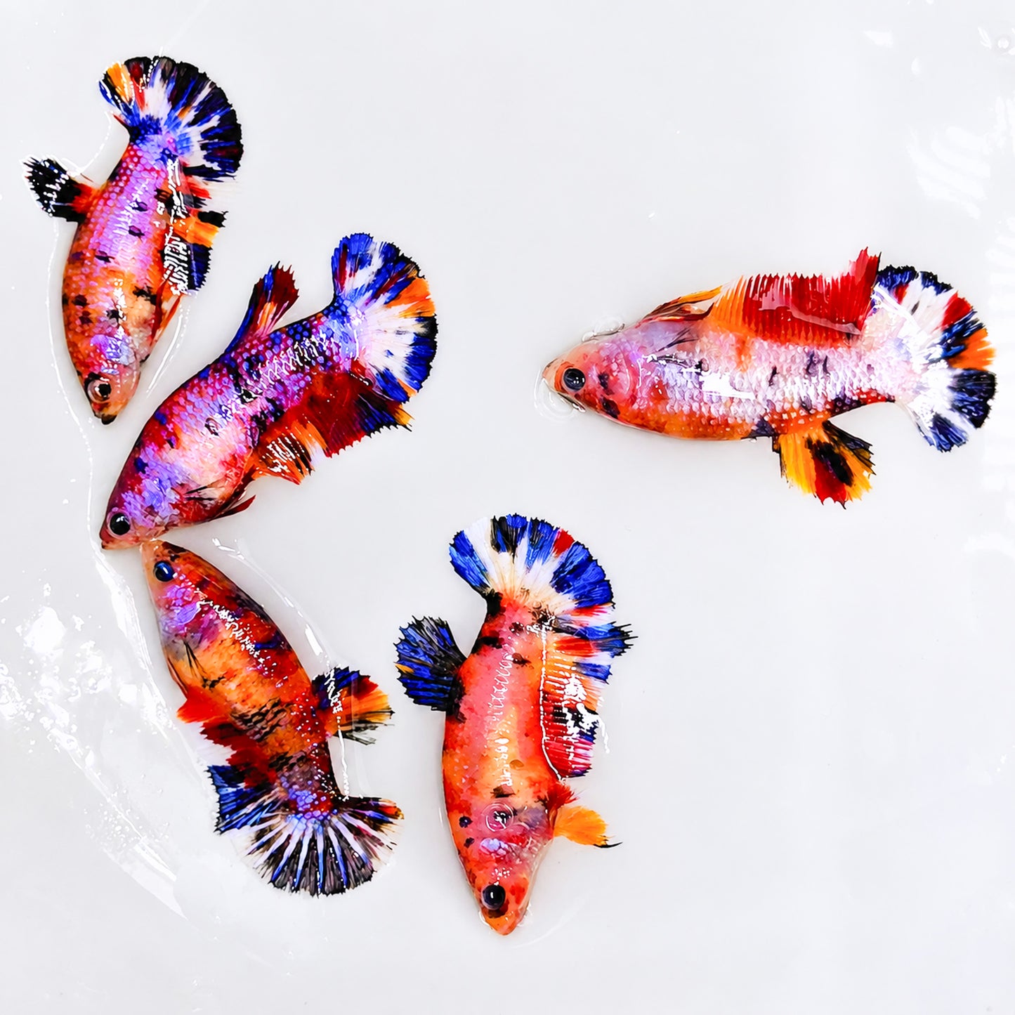 Multicolor Metallic Plakat Female Betta