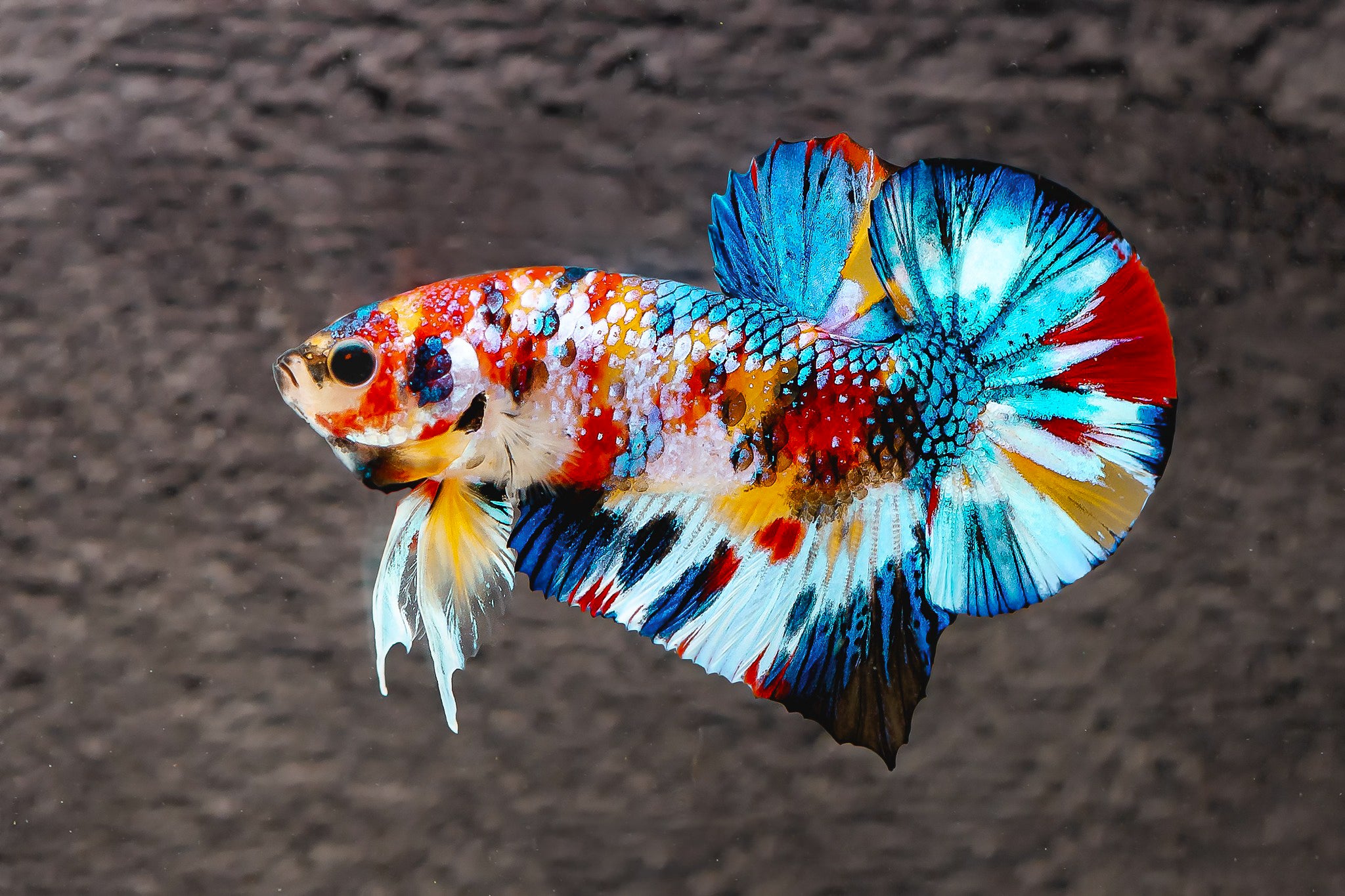 Stragin Fish Multicolor Metallic Plakat Male Betta Fish – Tropicflow