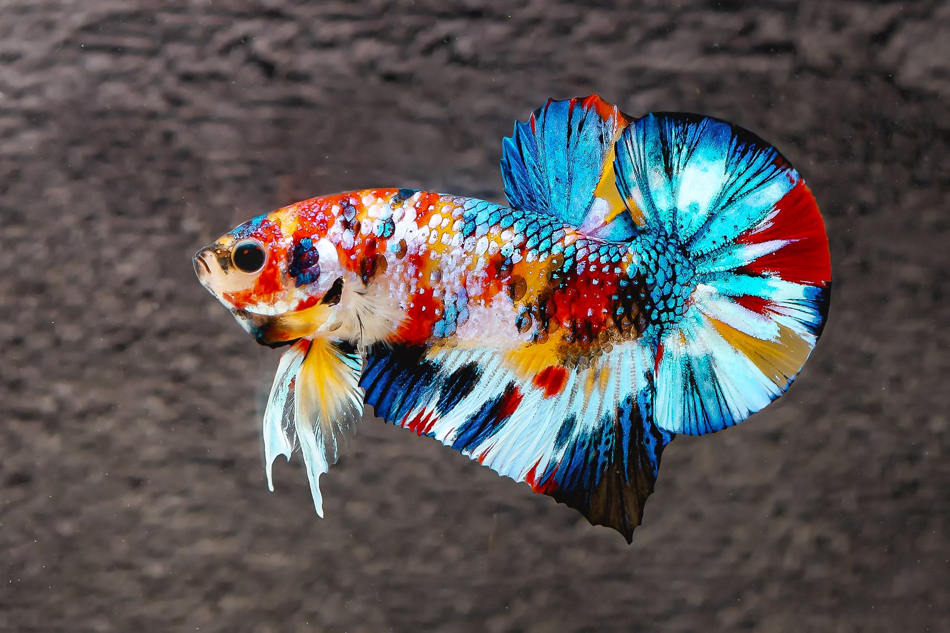 Multicolor Metallic Plakat Male Betta Fish1
