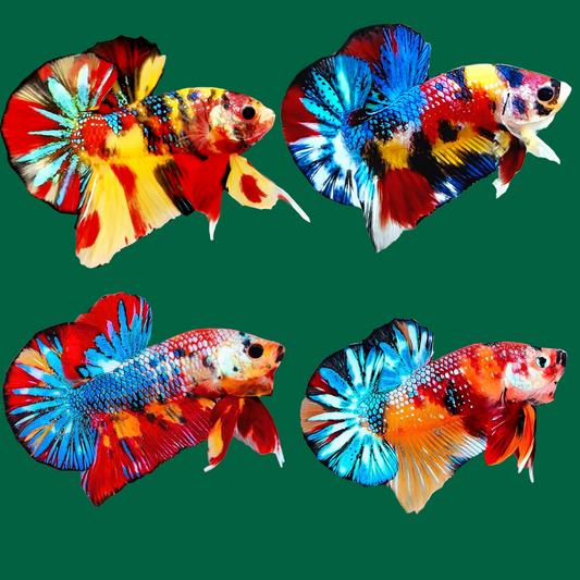 Multicolor Metallic Plakat Male Betta Fish | High Grade | Mystery Betta