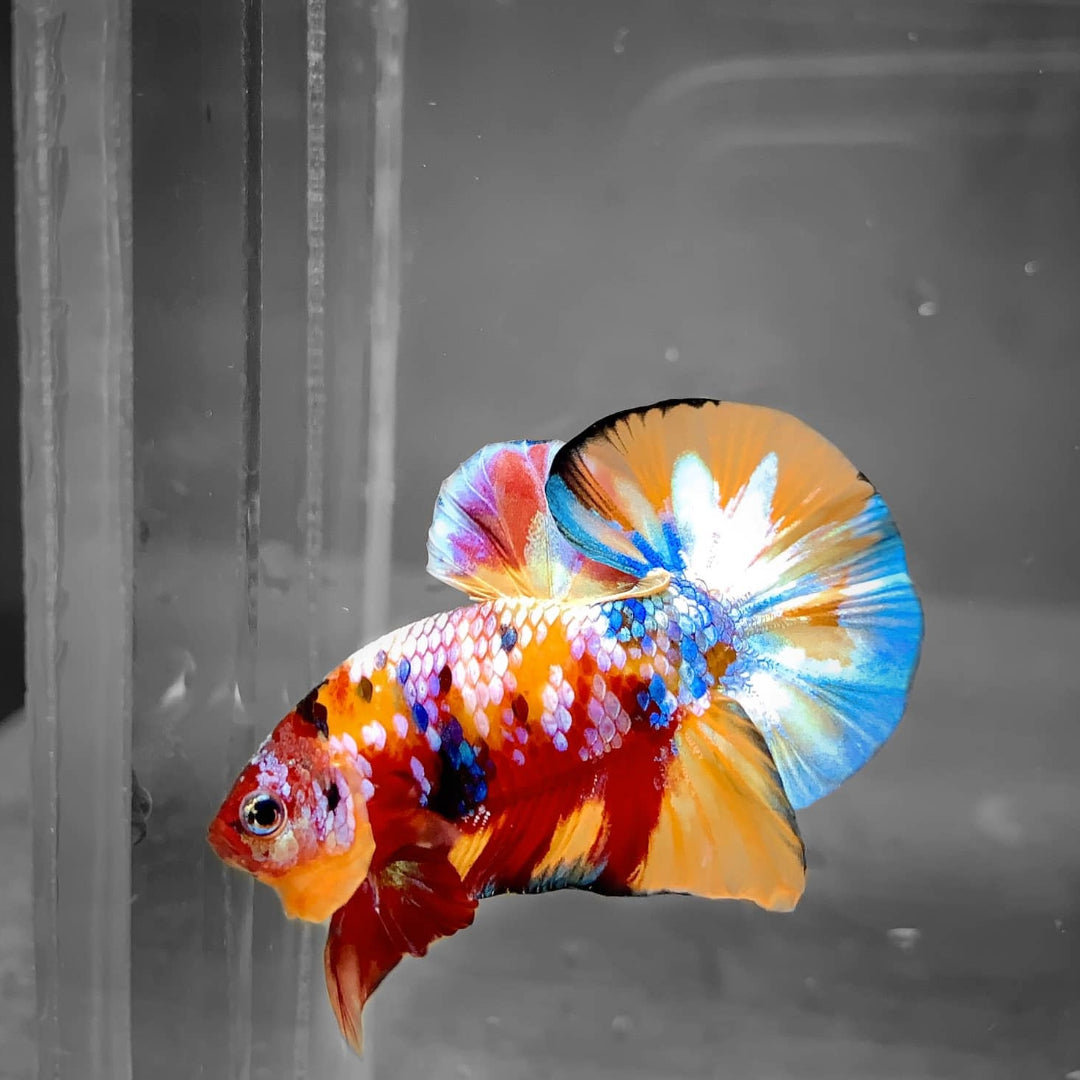 Multicolor Plakat Male Betta Fish High Grade Buy 4 Get 1 Free Myst