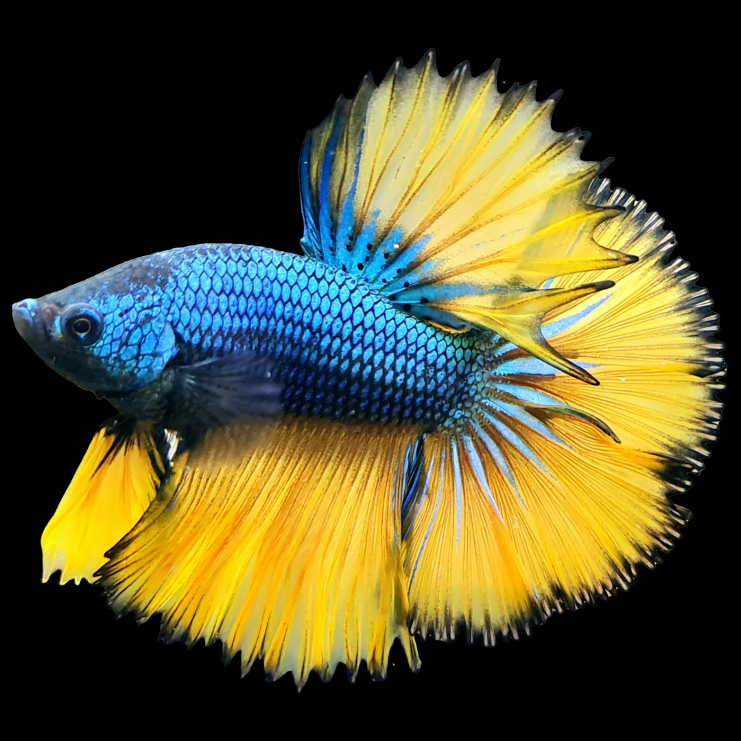 Tropicflow Mustard Gas Blue Halfmoon Male Betta Fish
